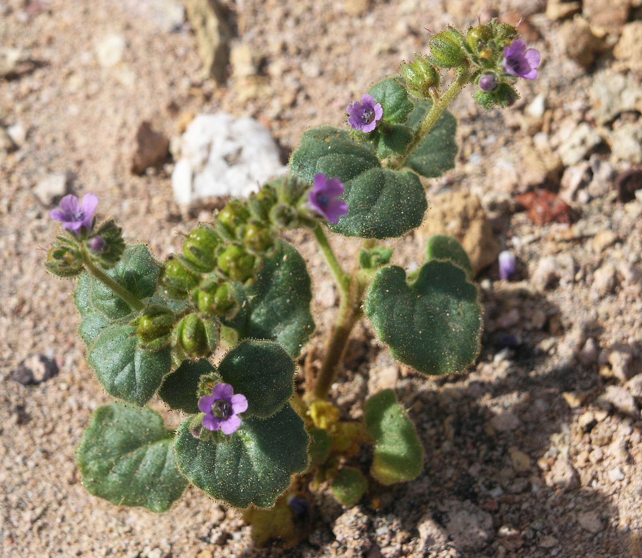 Image of blacktack phacelia