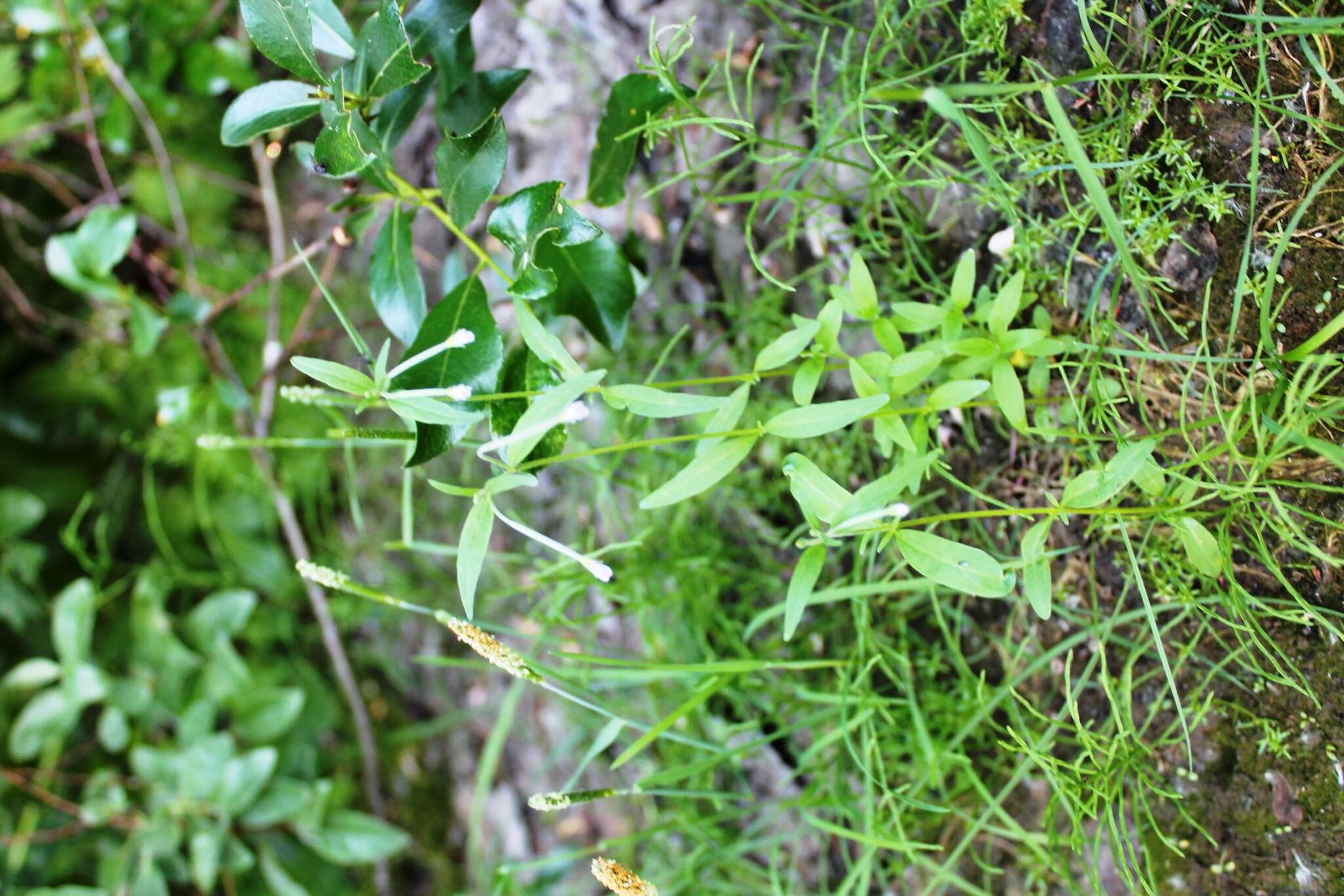 Image of marsh willowherb