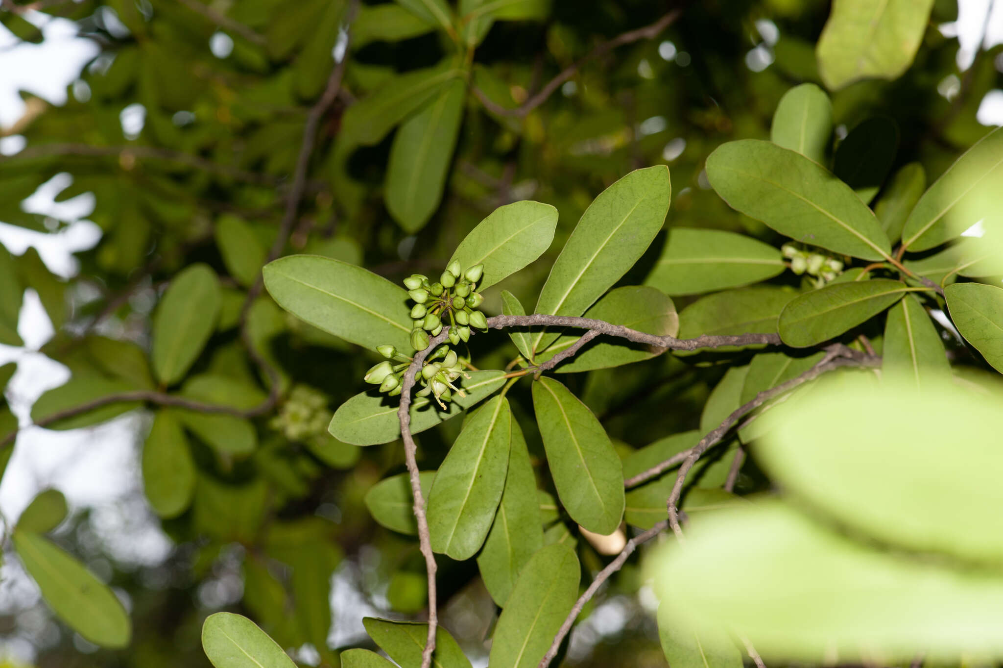 Brexia madagascariensis (Lamk.) Thouars ex Ker-Gawl. resmi