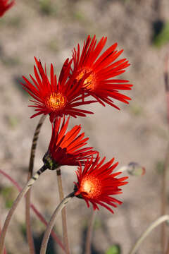 Image of Barberton daisy