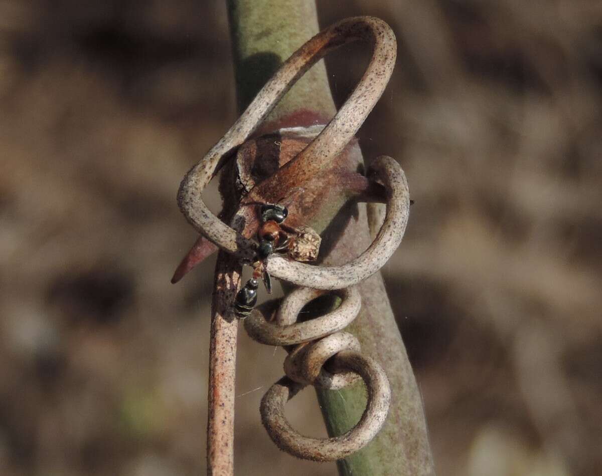 Image of Elongate Twig Ant