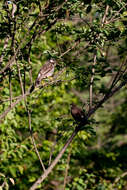 Image of White-cheeked Starling