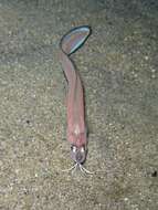 Image of Snake blenny