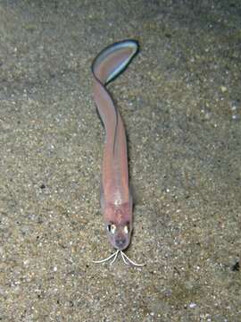 Image of Snake blenny