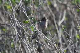 Psaltriparus Bonaparte 1850的圖片