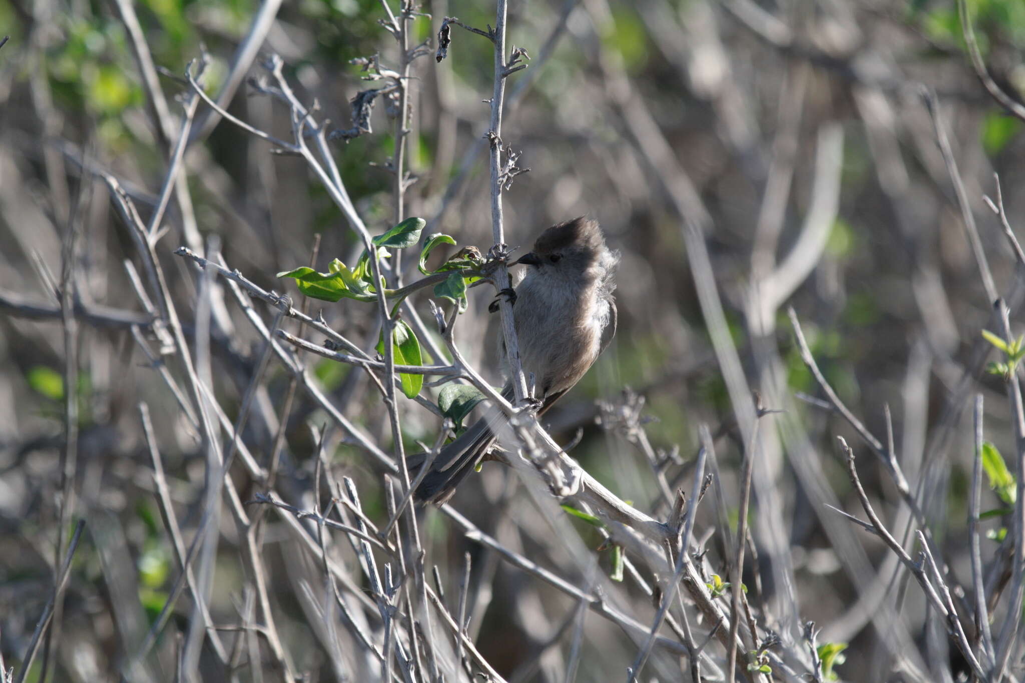 Psaltriparus Bonaparte 1850的圖片