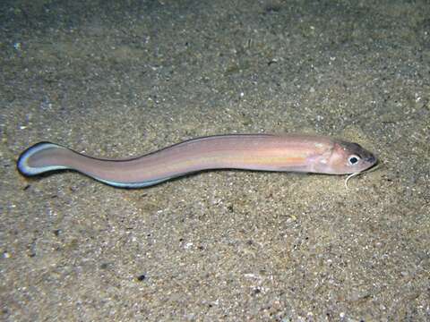 Image of Snake blenny