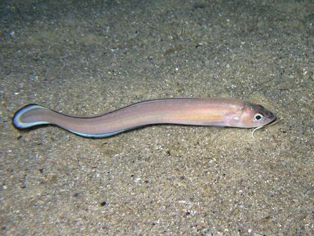 Image of Snake blenny