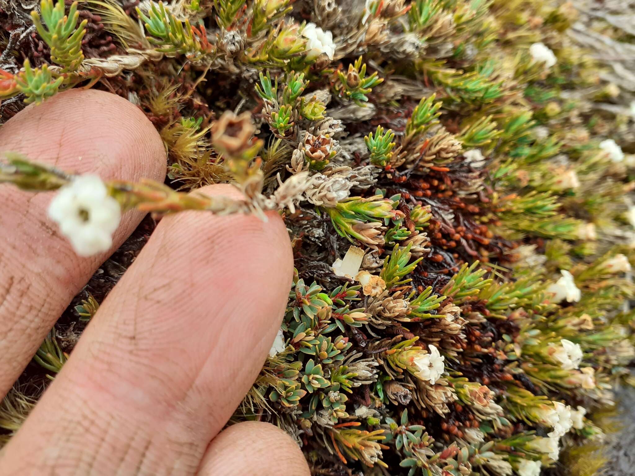 Image of Dracophyllum prostratum T. Kirk