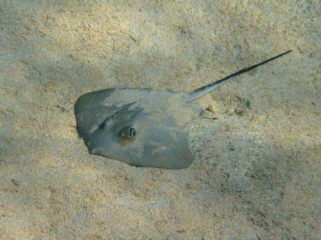 Image of Common Stingray