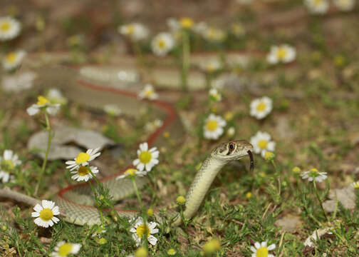 Image of Braid Snake