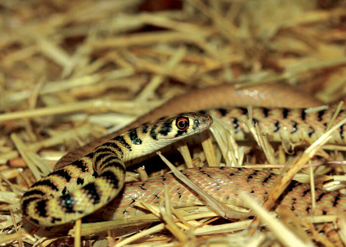 Image of Platyceps ventromaculatus (Gray 1834)