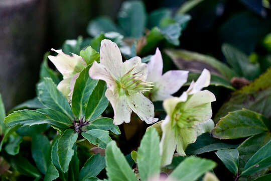 Image of black hellebore