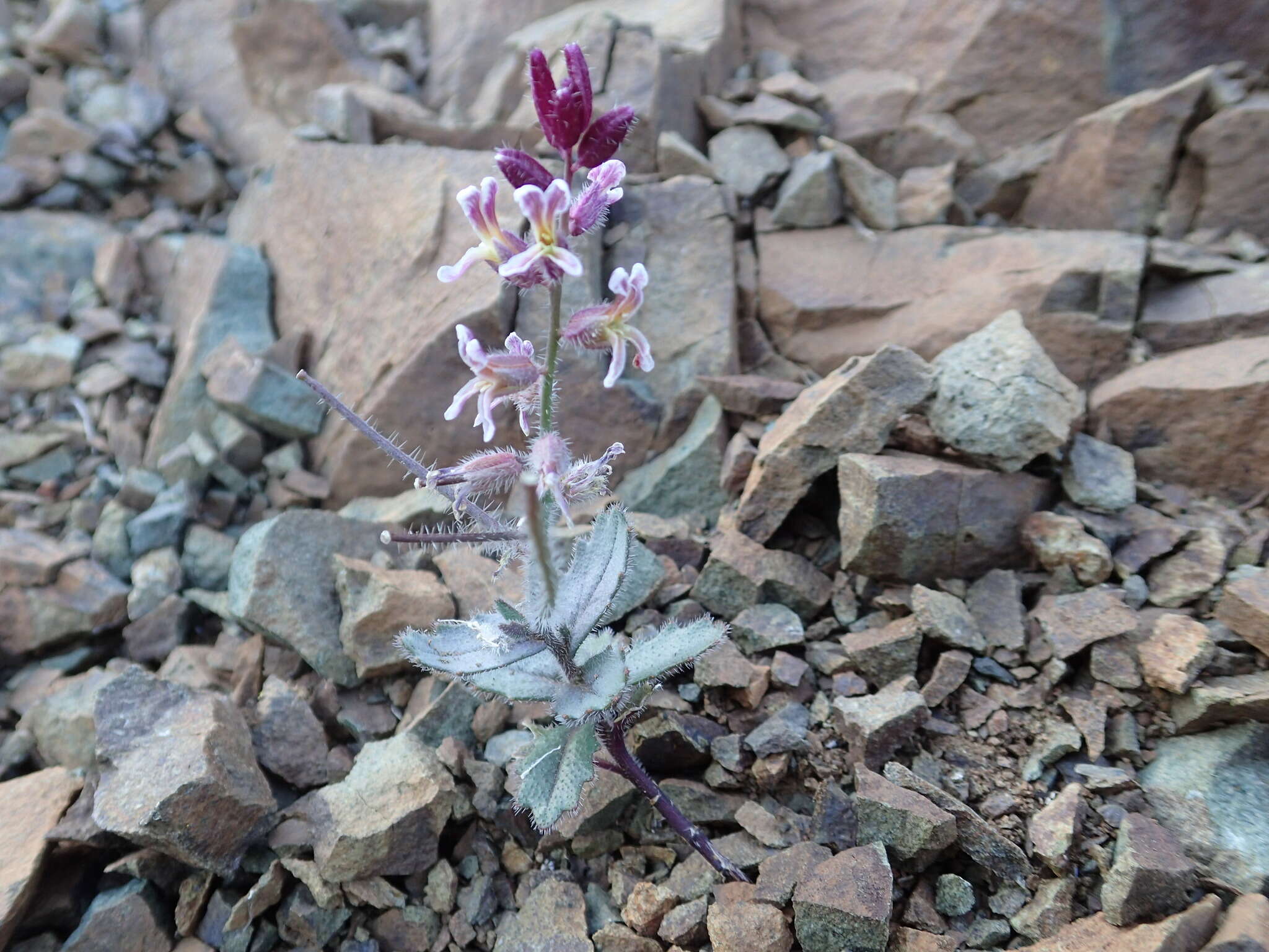 Image of Mt. Diablo jewelflower