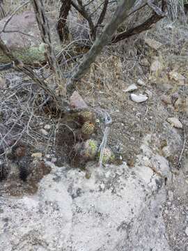 Image of pinkflower hedgehog cactus