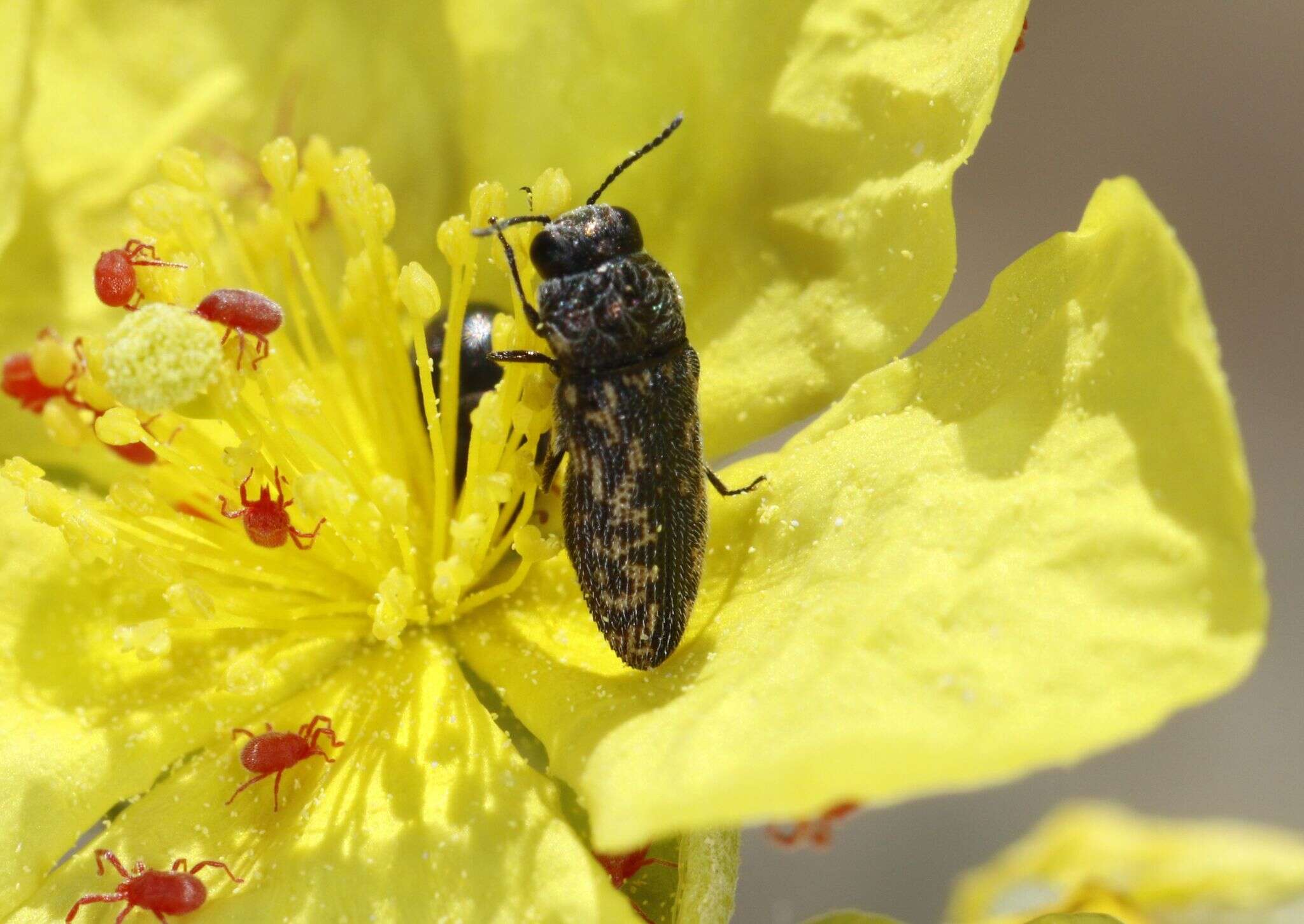 Image de Acmaeodera rubromaculata Lucas 1844