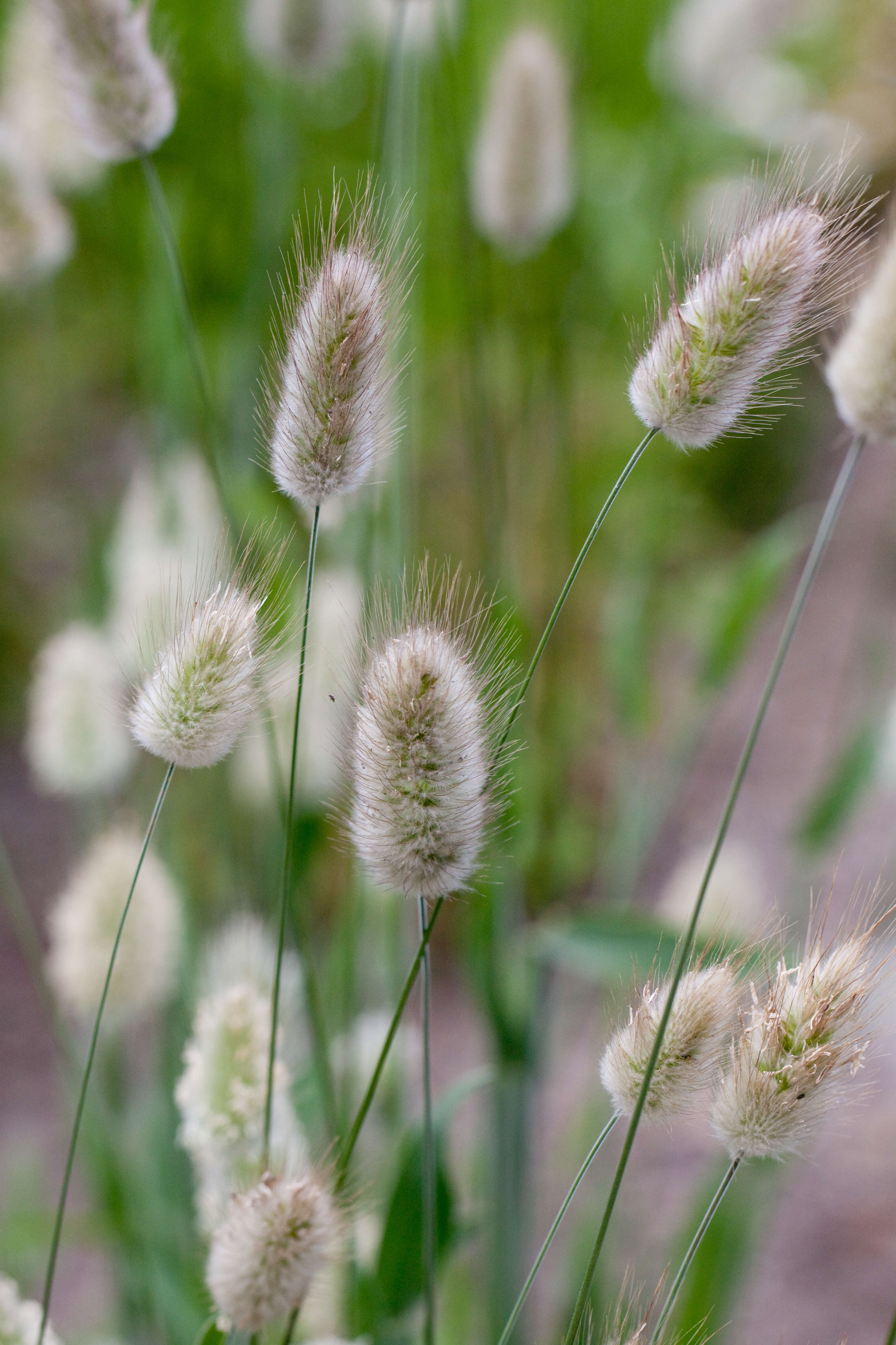 Image of harestail grass