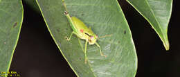 Image of Anapodisma beybienkoi Rentz, D. C. F. & G. R. Miller 1971