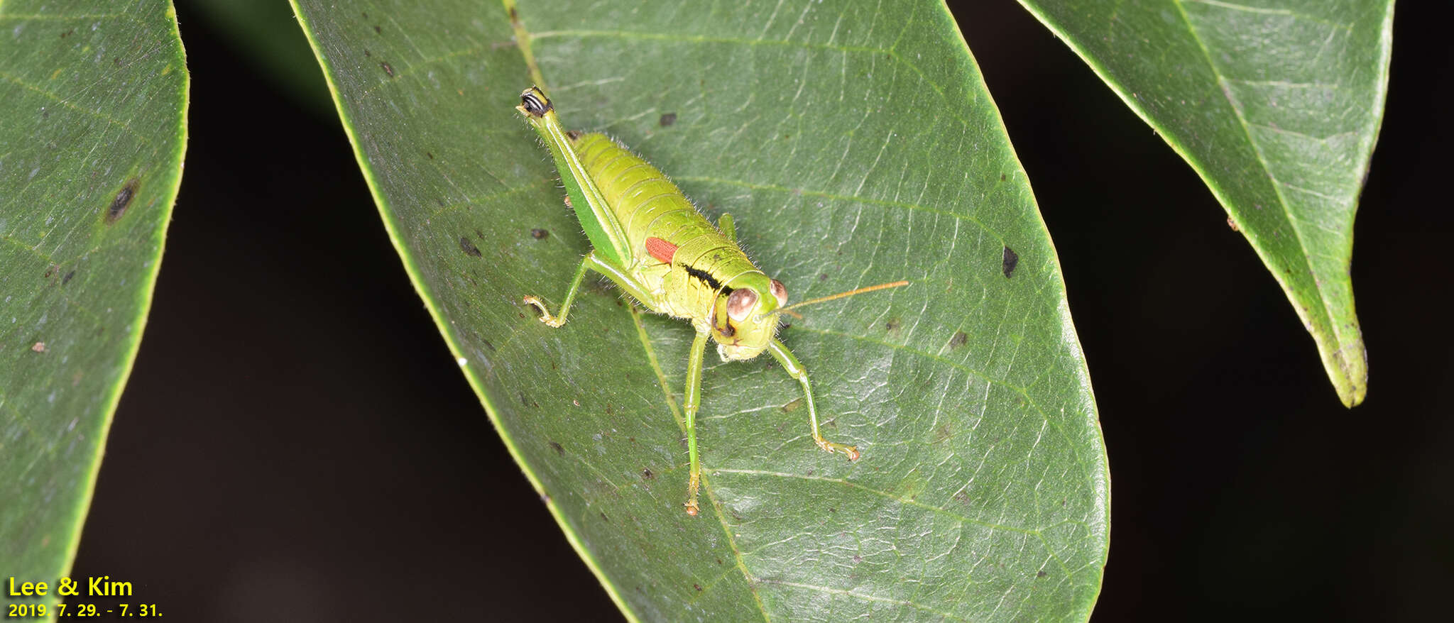 Image of Anapodisma beybienkoi Rentz, D. C. F. & G. R. Miller 1971