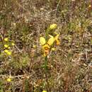 Image of Granite bee orchid