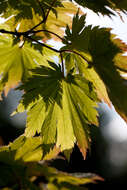 Image of Fullmoon Maple