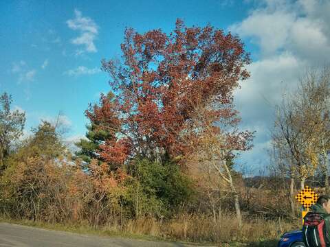 Image of northern pin oak