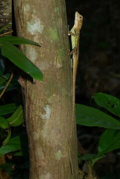 Image of Diploderma polygonatum ishigakiense (Van Denburgh 1912)