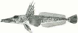 Imagem de Channichthys rhinoceratus Richardson 1844