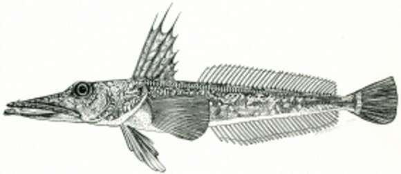 Plancia ëd Channichthys rhinoceratus Richardson 1844