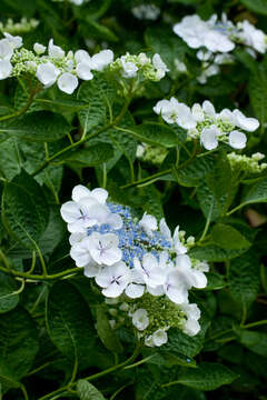 Image of Hydrangea serrata (Thunb.) Ser.