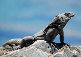 Image of Aguán Valley Iguana