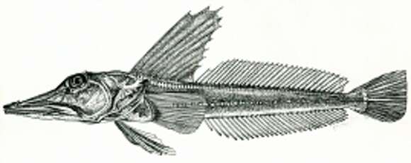 Plancia ëd Channichthys