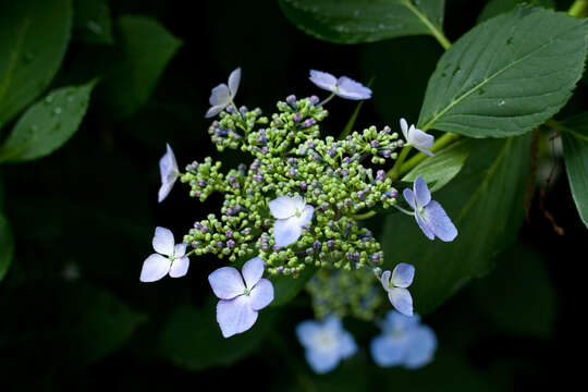 Image of Hydrangea serrata (Thunb.) Ser.