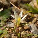 Imagem de Romulea columnae subsp. rollii (Parl.) Marais