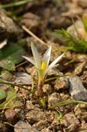 Imagem de Romulea columnae subsp. rollii (Parl.) Marais