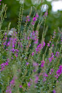 Image of Purple Loosestrife