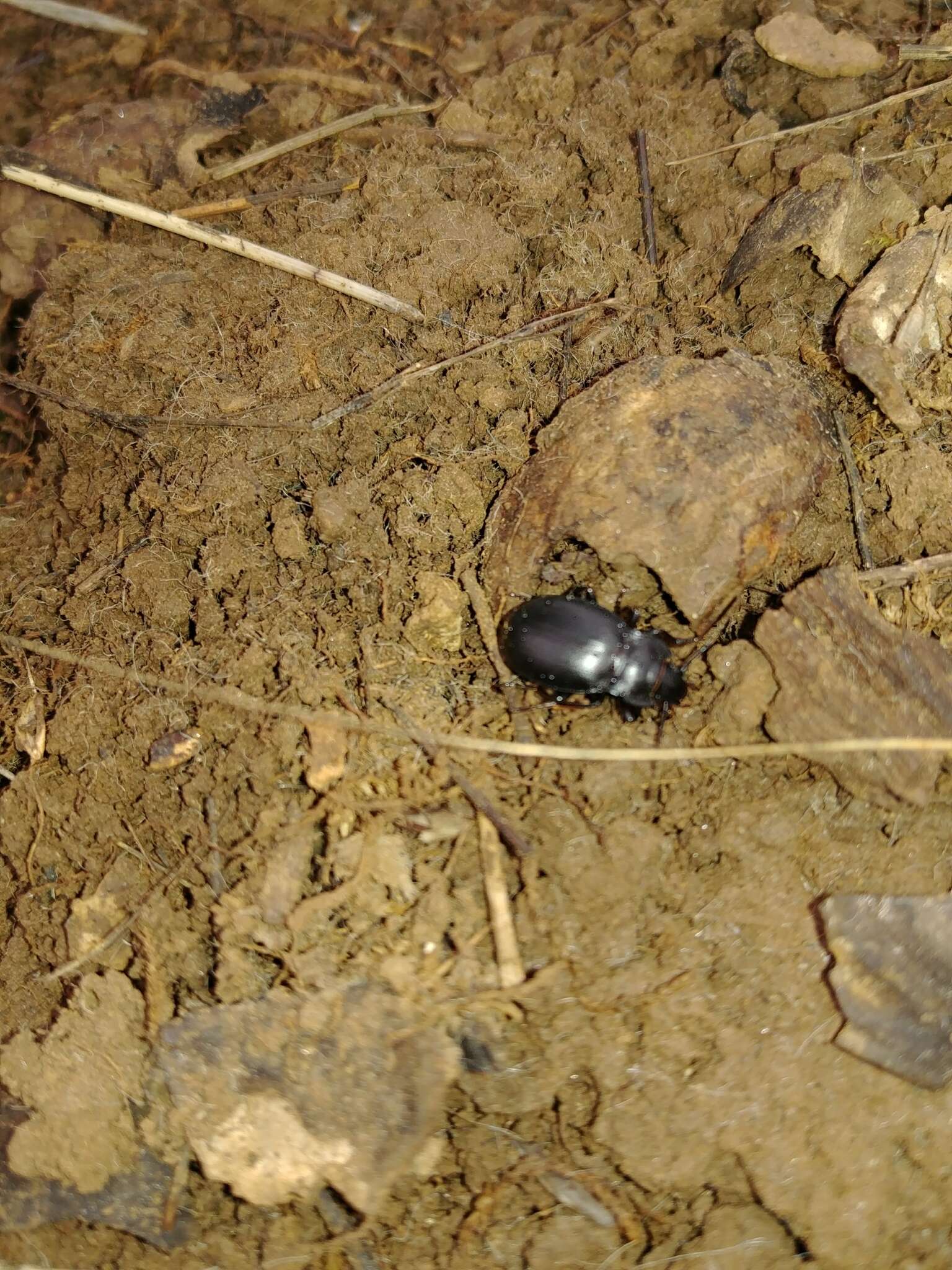 Image of Metrius contractus Eschscholtz 1829