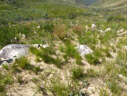 Image of Disa bifida (Thunb.) Sw.