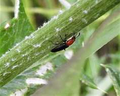 Image of Clover Stem Borer