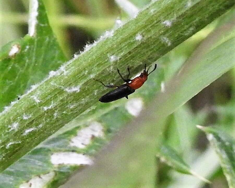 Image of Clover Stem Borer