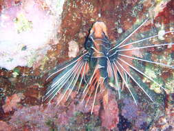 Image of Radial firefish