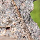 Image of Ocellated Dwarf Gecko