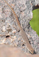 Lygodactylus ocellatus Roux 1907 resmi