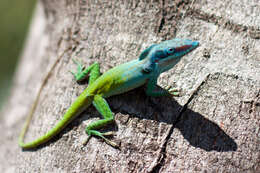 Image of Allison's Anole