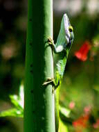 Image of Allison's Anole