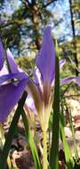 Plancia ëd Iris unguicularis subsp. unguicularis