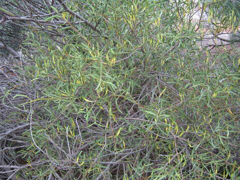 Image of harlequin mistletoe