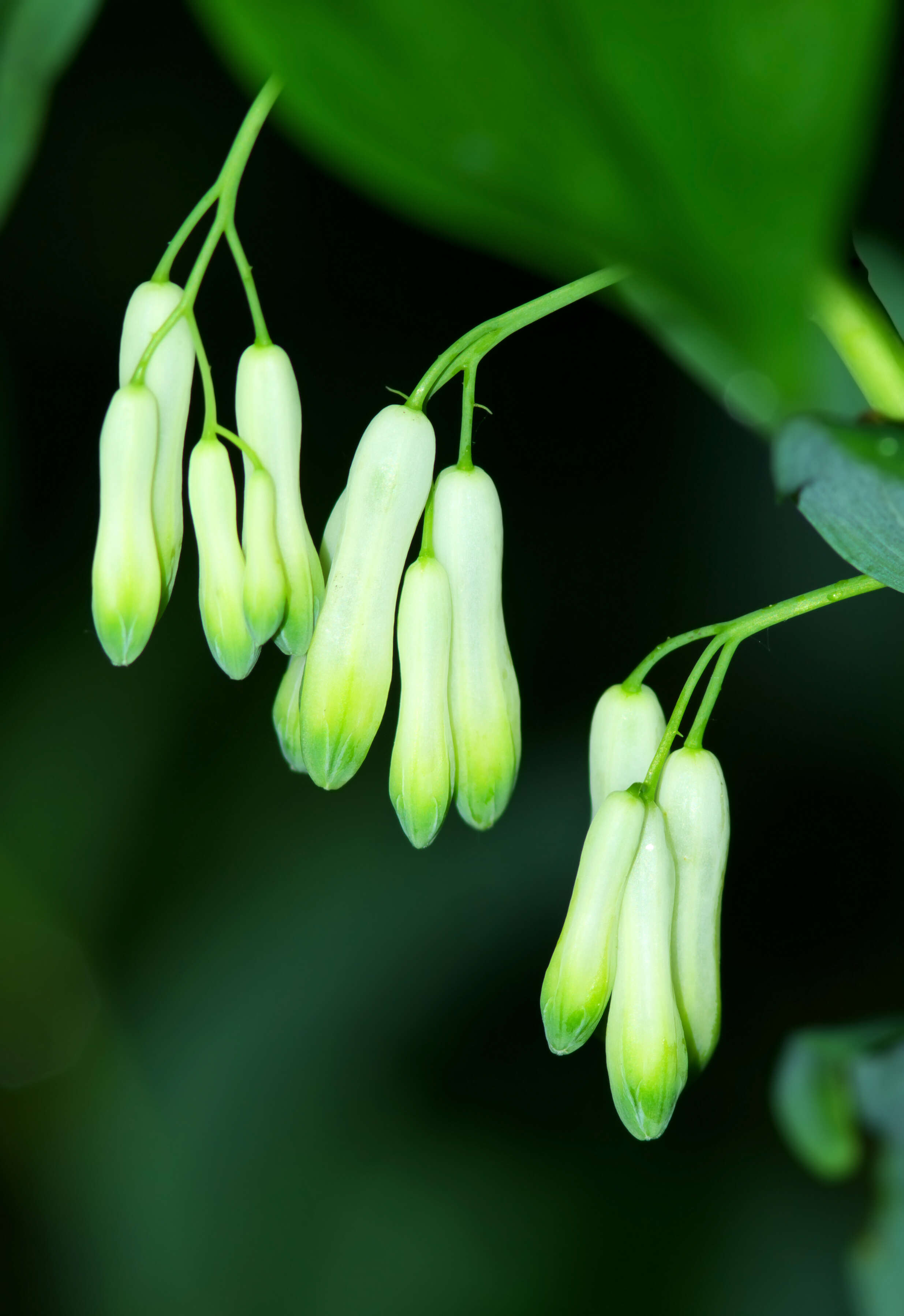 Image of Common Solomon’s-seal