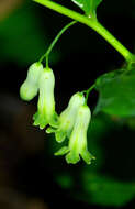 Image of Common Solomon’s-seal