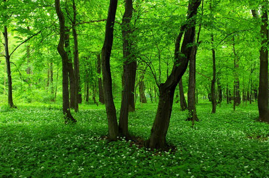 Image of European hornbeam